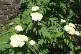 Chrysanthemum macrophyllum  bestellen